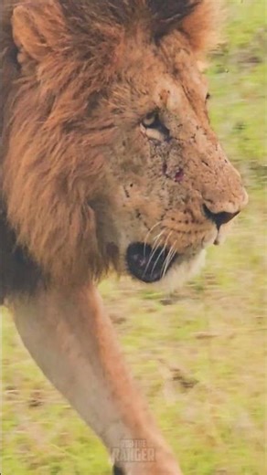 Walking Lion 🦁🦁🦁🦁 #Wildlife #ShortsAfrica