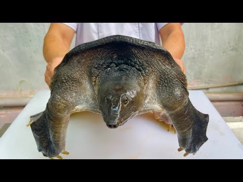 giant turtle meat stewed with Chinese herbs // Asian chef