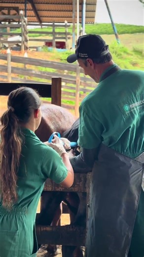 Protocol day for embryo transfer!! 🐄🧬