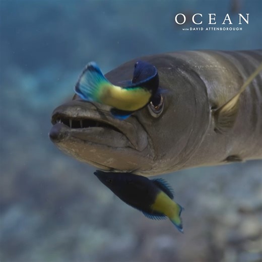 24K views · 634 reactions | Beneath the waves lies one of Earth’s richest sources of life. In #OceanFilm, Sir David Attenborough reminds us why ocean protection is vital. Ahead of the UN Ocean Conference, we must turn promises into action for people, nature & a thriving ocean. #UNOC3 @Silverback_Films @OpenPlanetOrg | WWF | Facebook