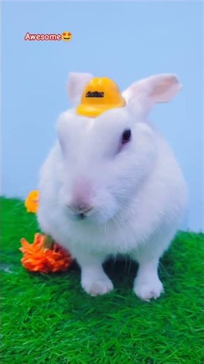 Ye Dil Teri Aankhon Mein 🥰❤#cutebunny #bunnyvlogsnew #90ssong