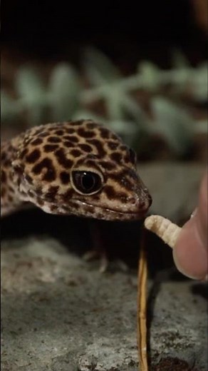 Feeding All My Geckos