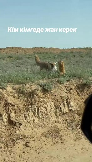 Kangaroo vs. Fox: Nature’s Wild Confrontation