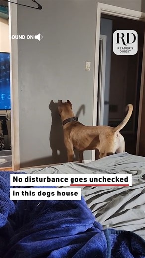Dog barking at his own shadow #bigdog #surprise #shadowfight2 #dogs | Reader's Digest