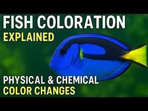 Fishes Coloration Explained: Physical & Chemical Color Changes || Fish Biology