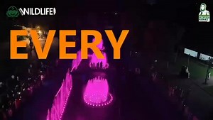 Dancing fountains have been installed at Lahore Safari for you! Go check them out! The kids will love it! 🥰 | Maryam Nawaz Sharif