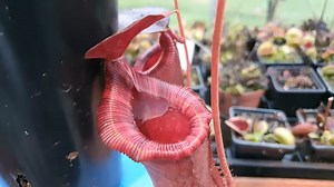 Tropical carnivorous plant feeding on giant cockroaches | Carnivorous Plants