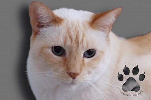 Flame Point Siamese Cat Traits: A Comprehensive Guide