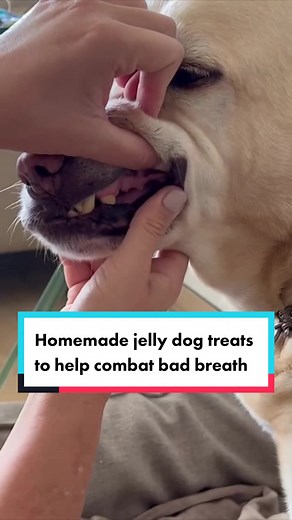 Homemade Jelly Dog Treats for Fresh Dog Breath