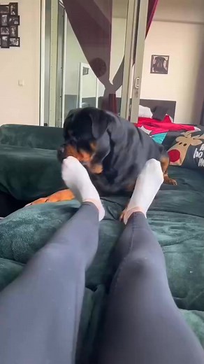 2.6K views · 12 reactions | When playtime turns into a cozy cuddle session 殺 #DogLove #FurryFriend #CuddleTime | Caril Jeremy | Facebook