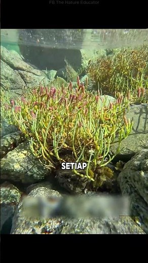 Saltwater Farming #agriculture #education #unique-facts