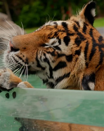 The magic’s here, and it’s waiting for you! Book your Dreamworld day out and come see what’s new. | Dreamworld Australia