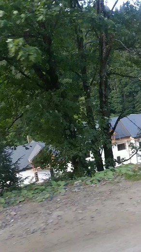 Exploring the Serenity of Ukrainian Forests