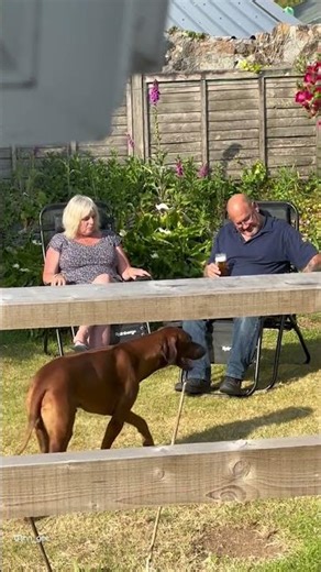 Man Falls Off Deck Chair! 😂