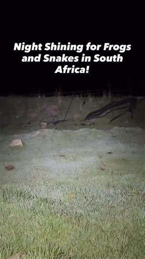 NKFherping | Some finds from a night of shining around ditches and cow ponds in the Highveld of South Africa! | Instagram