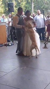 200K views · 712 reactions | A pawfect first dance #InternationalDogDay Nicole Funden | storyful | Facebook