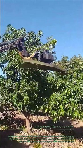 Smart Tree Pruning Machine Cutting Branches Fast! 🌳Amazing Orchard Machine #FarmWork #Agriculture