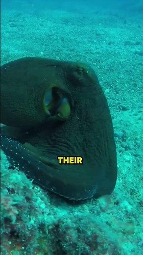 The Octopus With Three Hearts & Blue Blood 🐙|| #oceanfacts #weirdfacts #amazingfacts