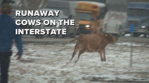 Watch as people try to catch runaway cattle on the interstate | Haystack News