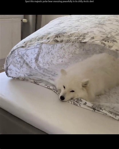 Reel Oddity 🌎 | Did you know the Arctic fox's fur changes color with the seasons? It turns white in winter and brown in summer to blend with its... | Instagram