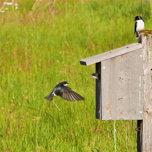 When you're a good enough flyer to catch insects in mid-air, you can also use your skills to make feeding drops without ever even touching down. This remarkable slow motion video shows just how precise Tree Swallows can be in flight. While Tree Swallows nest in tree cavities, they will also use nest boxes if available. This practice makes them easier to view during breeding season at nature preserves, like Ankeny National Wildlife Refuge. Tree Swallows love wetlands and fields with water nearby.