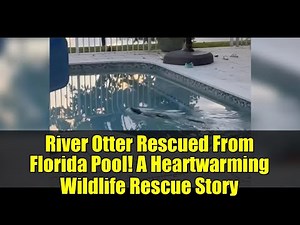 River Otter Rescued From Florida Pool! A Heartwarming Wildlife Rescue Story