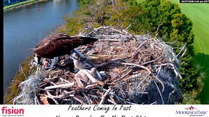 Moorings Park Osprey Live Cam - Naples, Florida