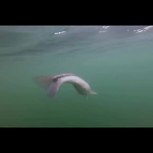 206K views · 831 reactions | Cold weather fishing tips from Stacy King—one of the most knowledgable bass anglers on the planet. | Nitro Boats | Facebook