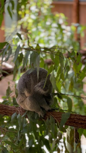 #queensland #koala #australia #cuteanimal #animalshorts #shortvideo #adorable #zoo ‪@australia‬
