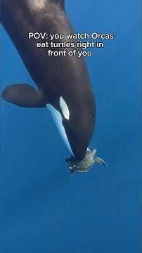 ORCAS EATING TURTLES