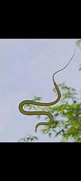 cobra que VOA!!! #cobra #voadora #biologia