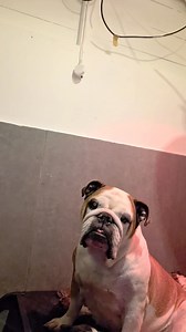 21K views · 391 reactions | Bulldog Rescue and Rehoming - Charity on Reels | Facebook