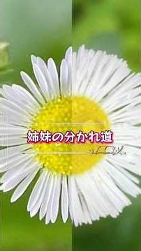 そっくりな姉妹、なぜ分かれたれハルジオンとヒメジョオン#ハルジオン#ヒメジョオン#植物#雑学#plants#dasiy