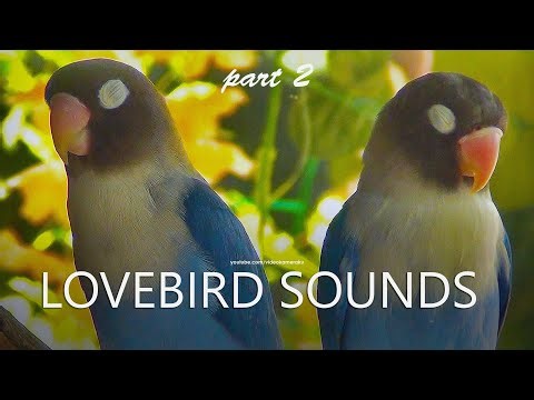 Two Lovebirds Sounds: Blue Personata | Part 2 | Midday