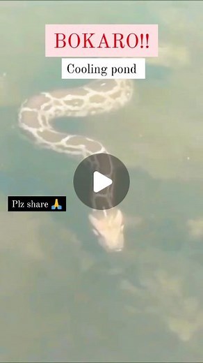 Animesh Singh Ujjain on Instagram: "DANGER☠️⚠️ Plz Stay Away🙏 . . . . . . . #animeshujjain #snake #coolingpond #snakevideo #danger #python #trending #trendingnow #trendingreels #viralreels #viral #viralpost #exploretocreate #explorepage✨ #explore #fypage #fyp #instagramreels #instagood #instareels #instadaily #bokaro #bscity #jharkhand #ranchi #kolkata #delhi #bihar #up #mumbai"