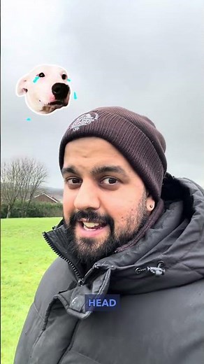 What does it mean when your dog is growling?