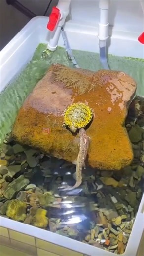 Red-Eared Slider and Fish — Never Mix Them With Small Fish! #shorts #turtle