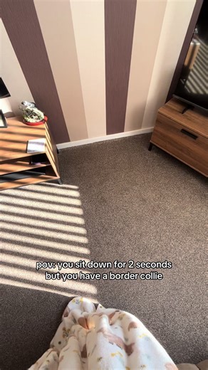 Life with a Border Collie: No Sitting Allowed!