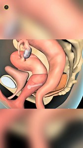 Lifesaver ring | Crazy factor