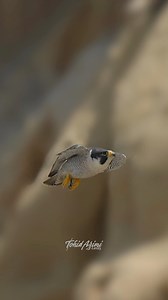 4.8M views · 79K reactions | Awesome Peregrine Falcon in action compilation. ...#falcon #peregrinefalcon Peregrine Falcons, Wild or Rescued | Tohid Azimi | Facebook
