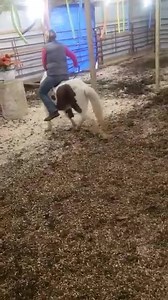 1.8K views · 12 reactions | 7 year old Mini paint gelding the young lady that bought this Pony just can't seem to find time to get it picked up so he is back for sale | Hughes horse company new and used tack | Facebook
