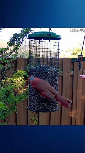 A Cardinal Clinging To The Bird Feeder - #shorts