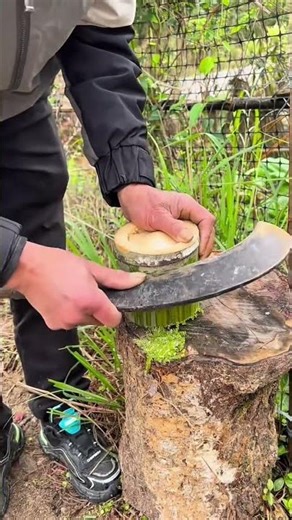Slicing green bamboo shoots on a tree stump using a curved blade outdoors in the garden