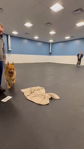 Adoptable Vida is striking a pose at training! She is now accepting adoption applications. We are looking for a very special home for this special girl | Precious Paws Rescue