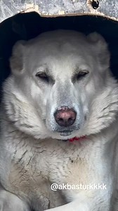 akbash Dog Breed From @akbasturkkkk 📍🇹🇷 #turkiye🇹🇷 #ariapedigree | Dogs In The World