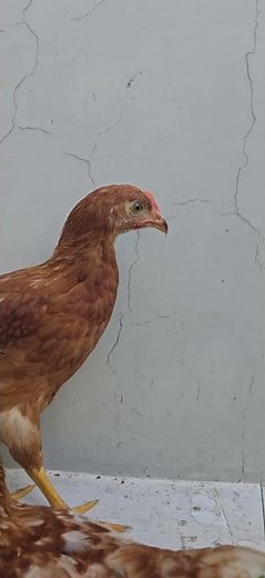 Gila! Ternak Ayam Kampung dengan Cara Ini Bikin Hasil Maksimal!