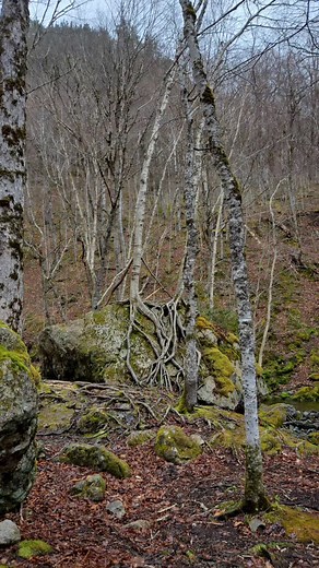 Spent some quality some with some quality people in the forest of Baddeck today! We got absolutely soaked, so cell phone captures were the best I could do today lol | Picturesque Meg Photography