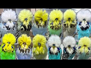 Beautiful Exhibition Budgerigars 2025 | World Class Show Budgies