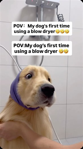 Golden Fur Bender on Instagram: "My dog’s first time using a blow dryer lol🤣🤣🤣 #goldenretriever #dogsofinstagram #cute #funny #dog"