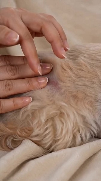 Transform Your Pet's Care with This Flea Comb